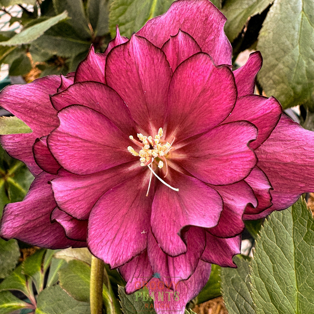 Helleborus Wedding Party® 'True Love'