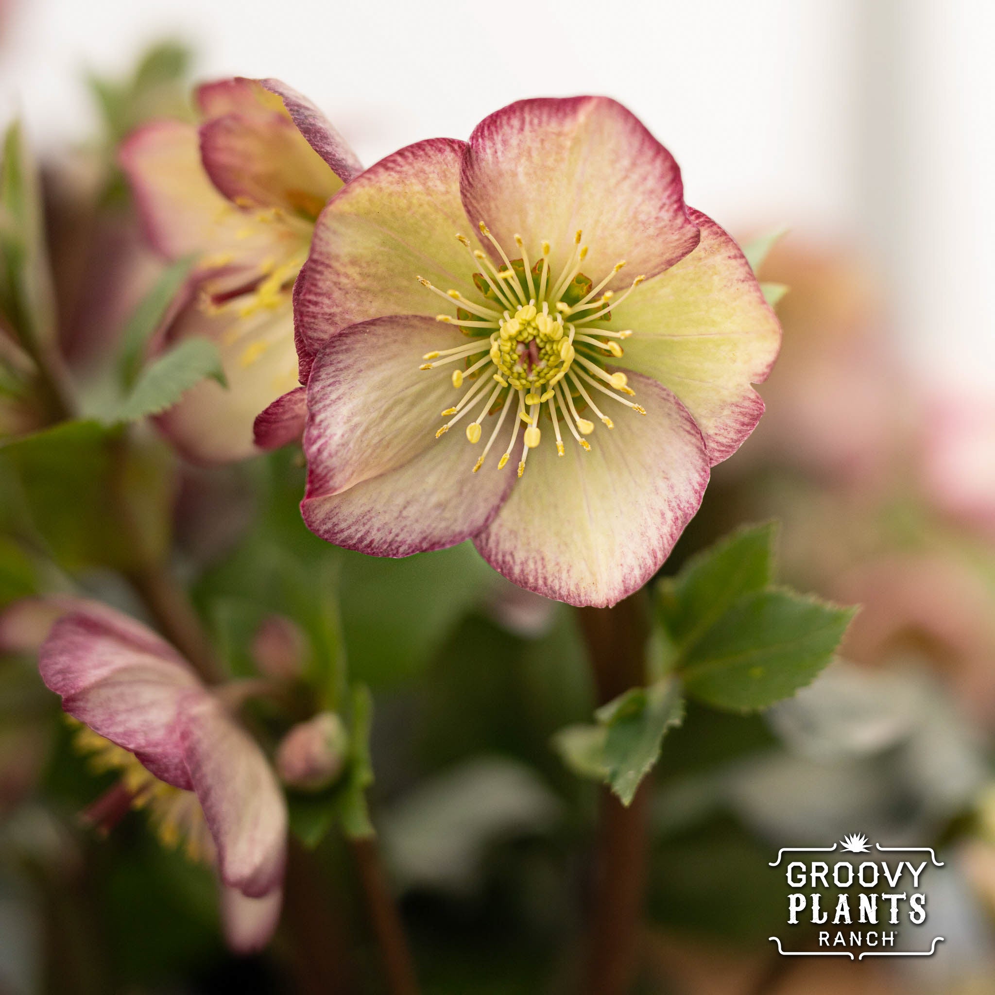 Helleborus Gold Collection® Ice N' Roses® 'Frosted Rose' – The