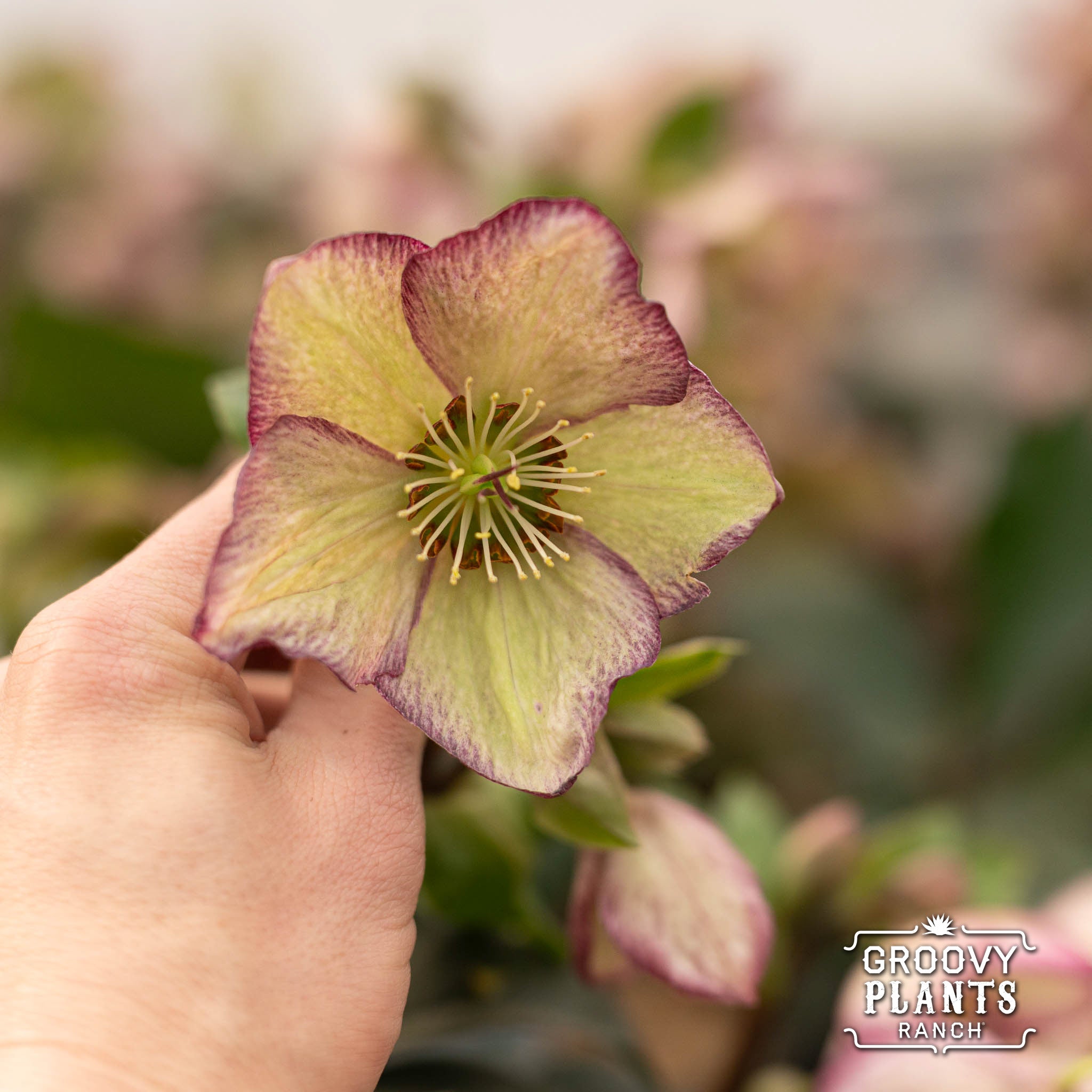 Helleborus Gold Collection® Ice N' Roses® 'Frosted Rose'