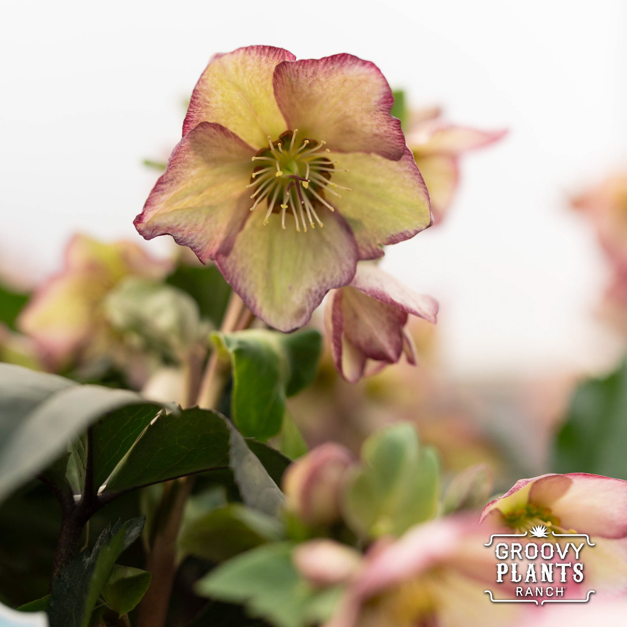 Helleborus Gold Collection® Ice N' Roses® 'Frosted Rose'