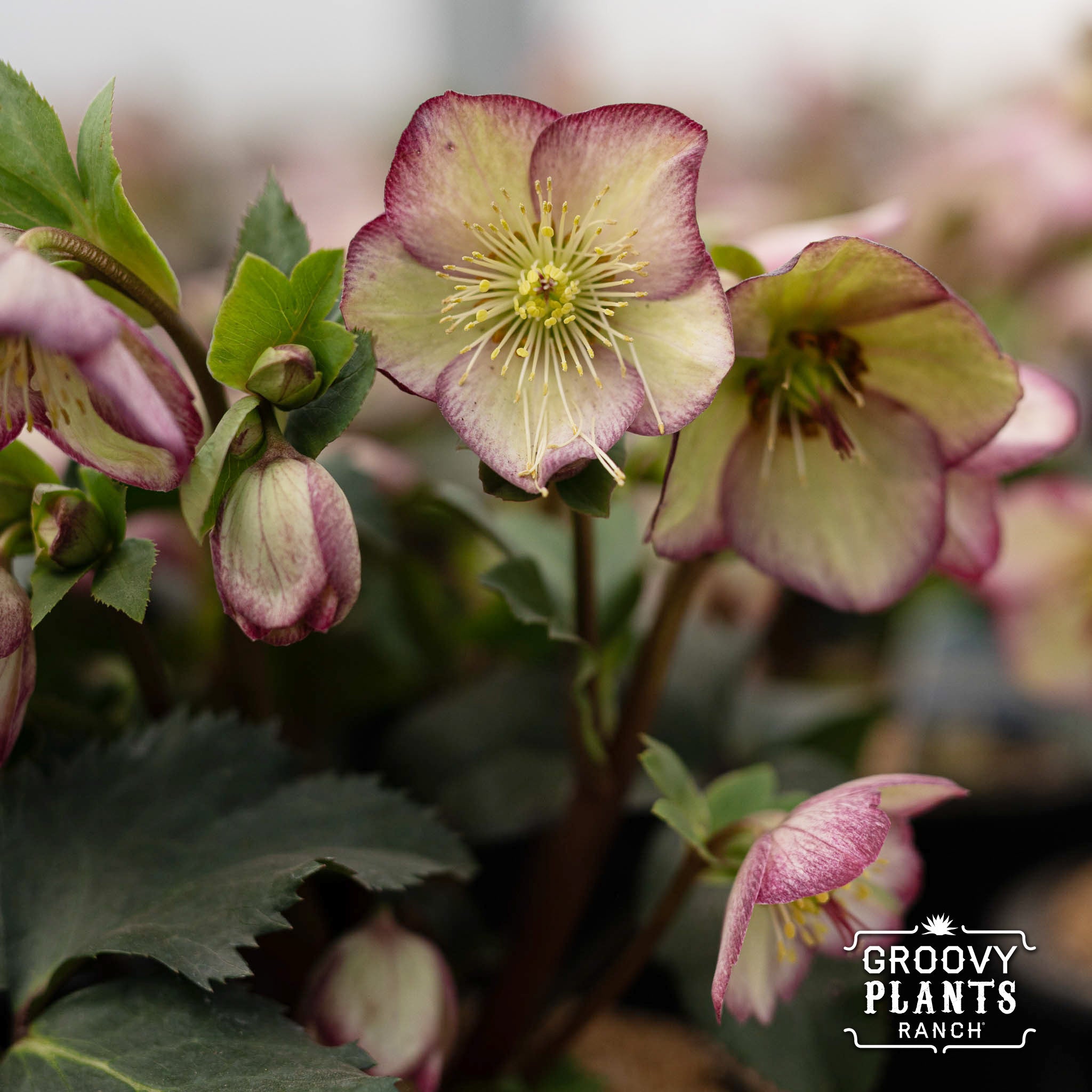 Helleborus Gold Collection® Ice N' Roses® 'Frosted Rose'