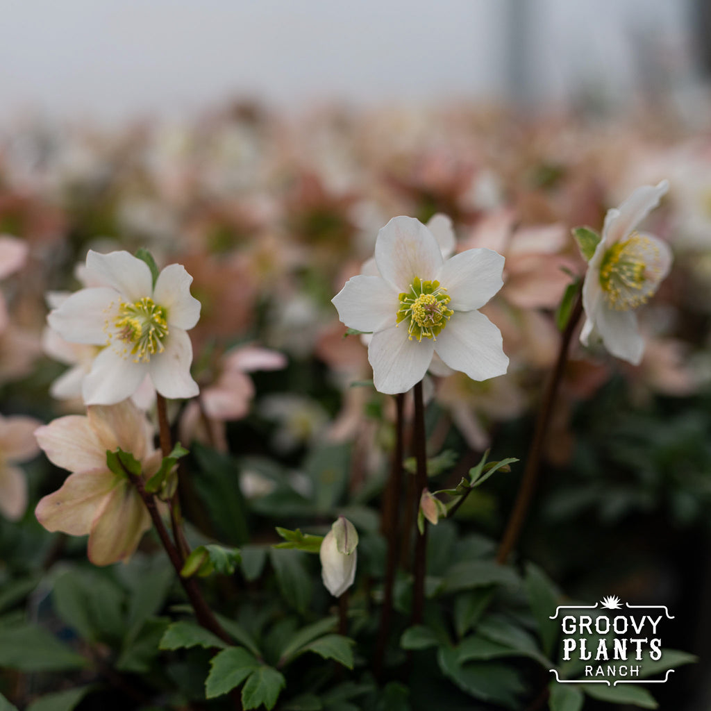 Helleborus Gold Collection® 'Jacob'