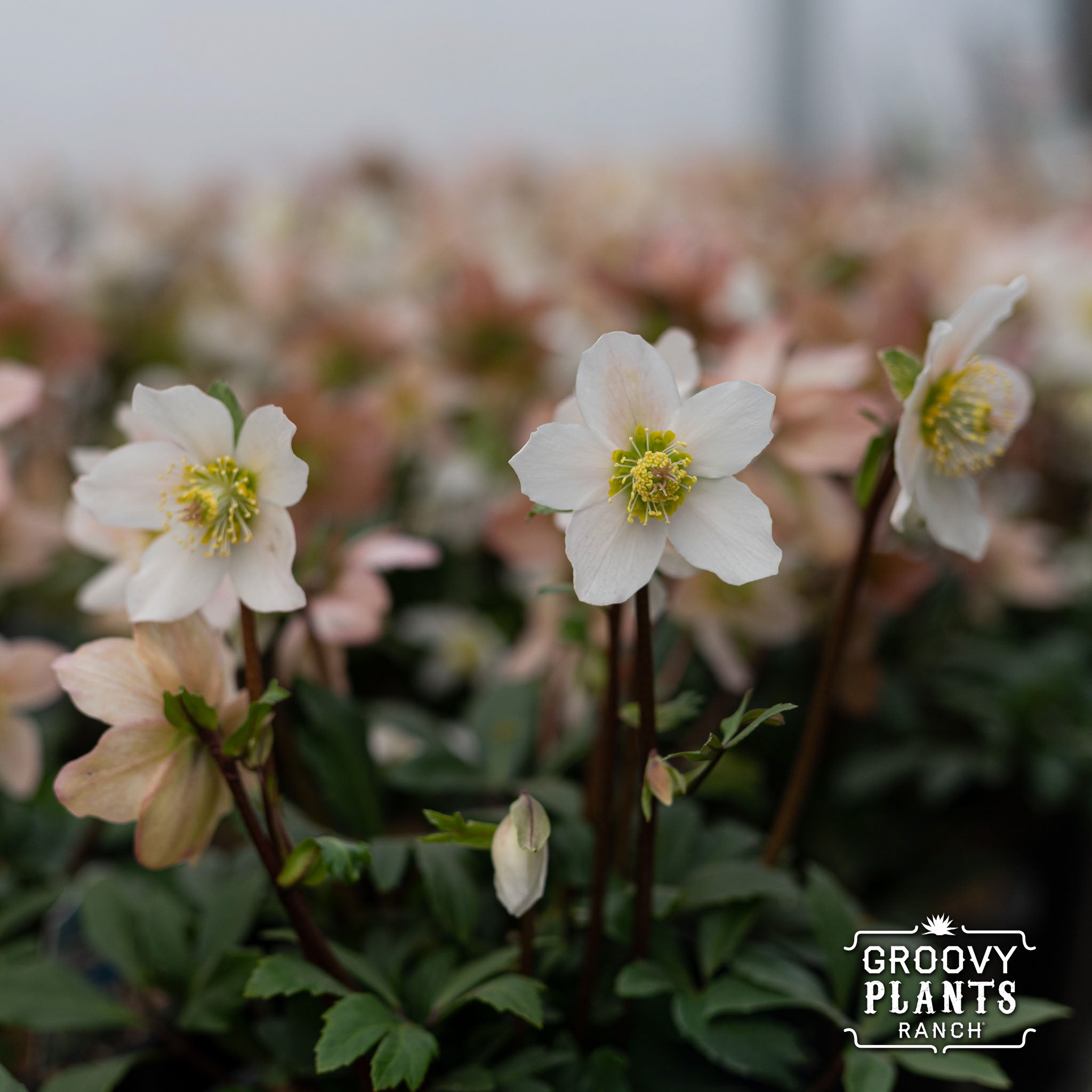Helleborus Gold Collection® 'Jacob'