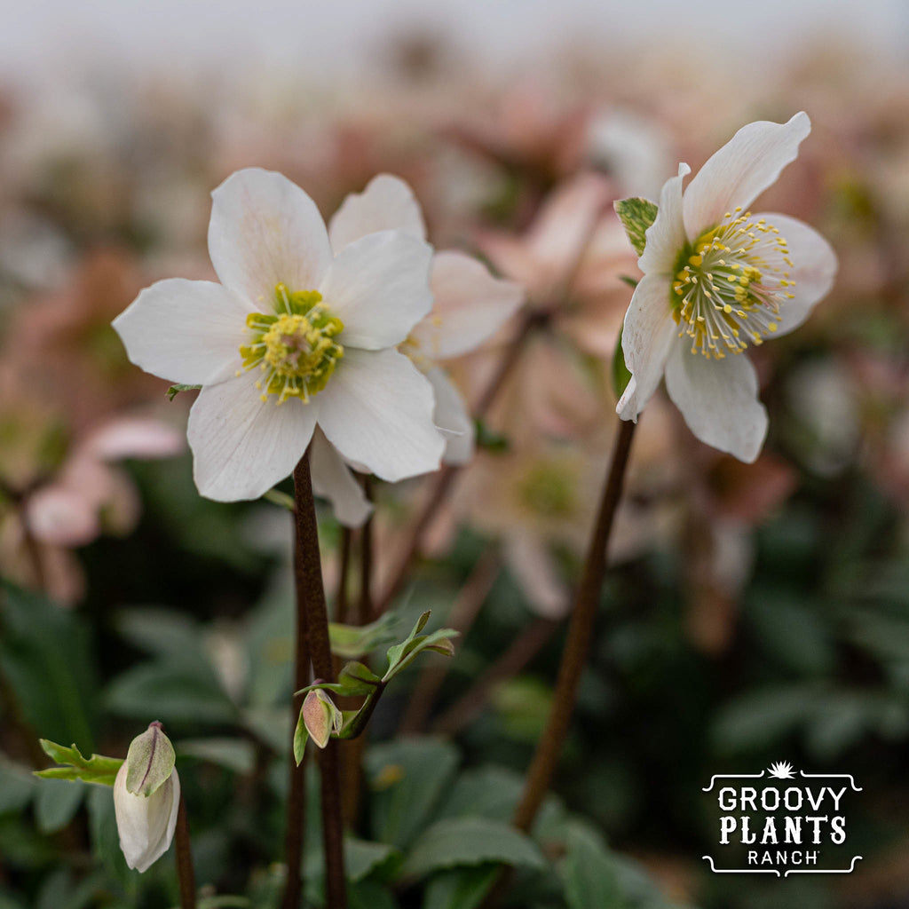 Helleborus Gold Collection® 'Jacob'