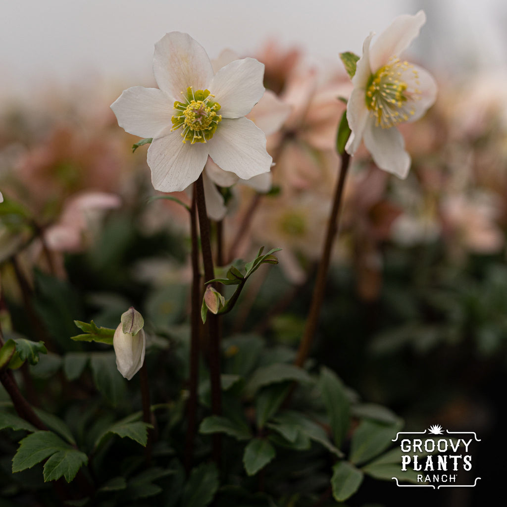 Helleborus Gold Collection® 'Jacob'