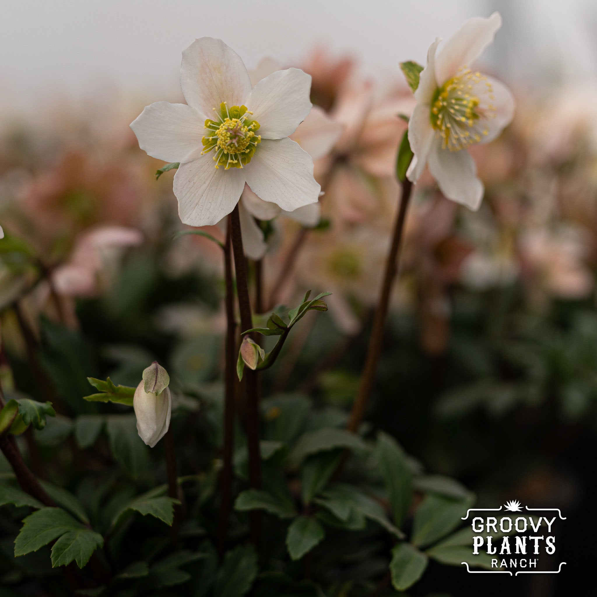 Helleborus Gold Collection® 'Jacob'