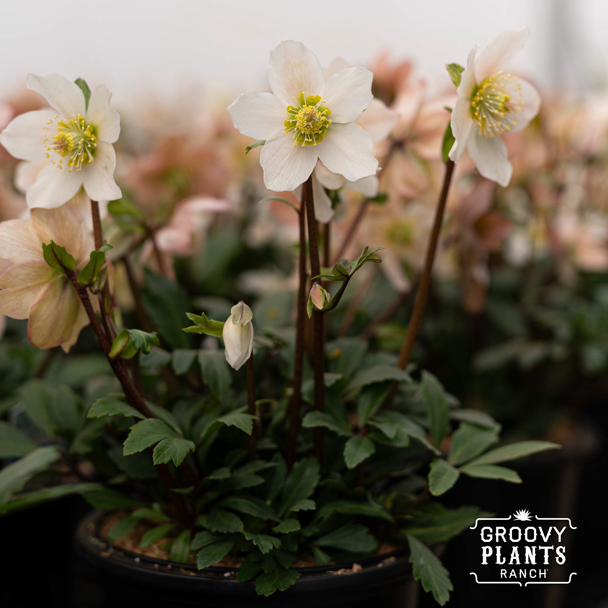 Helleborus Gold Collection® 'Jacob'