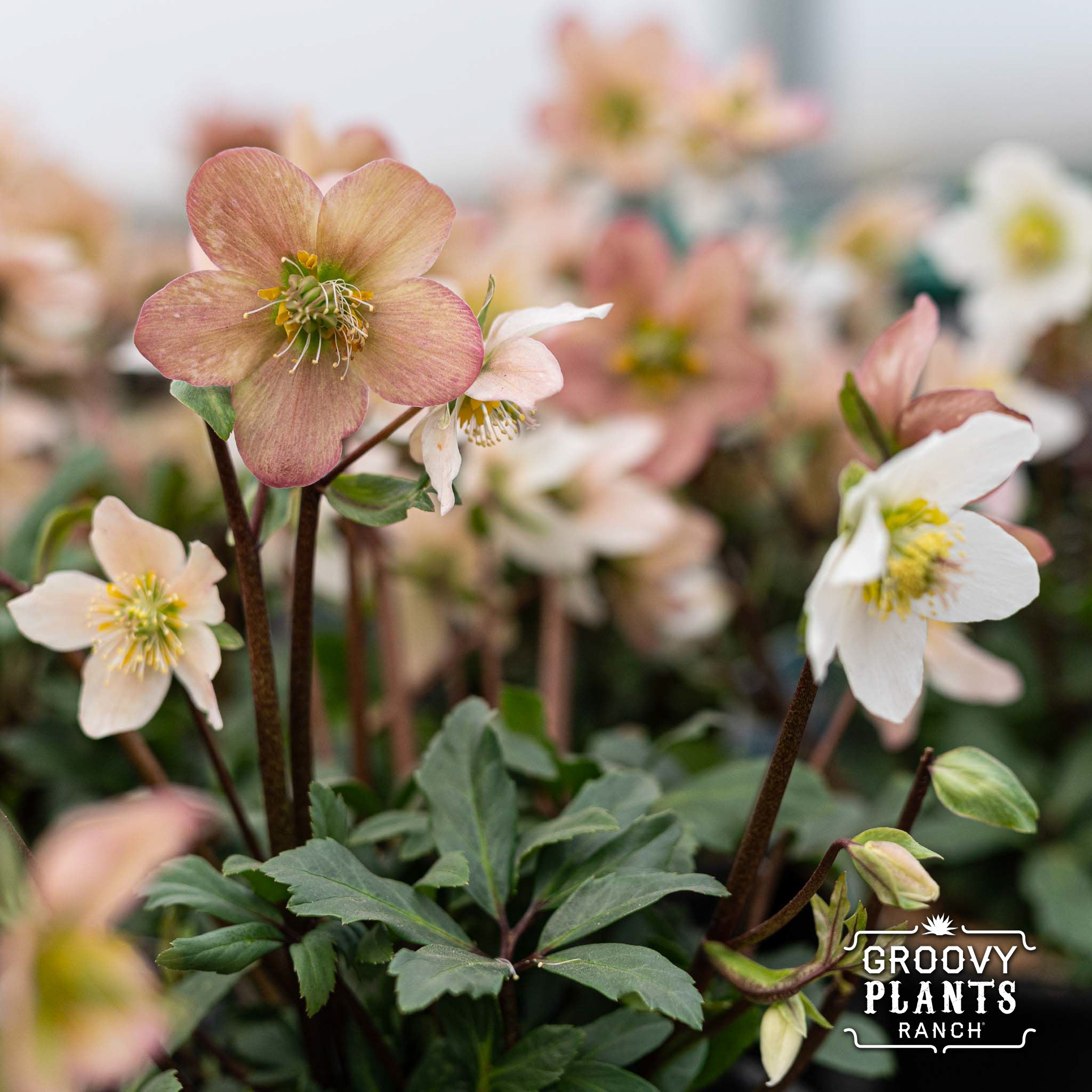 Helleborus Gold Collection® 'Jacob'