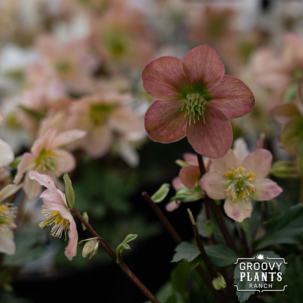 Helleborus Gold Collection® 'Jacob'