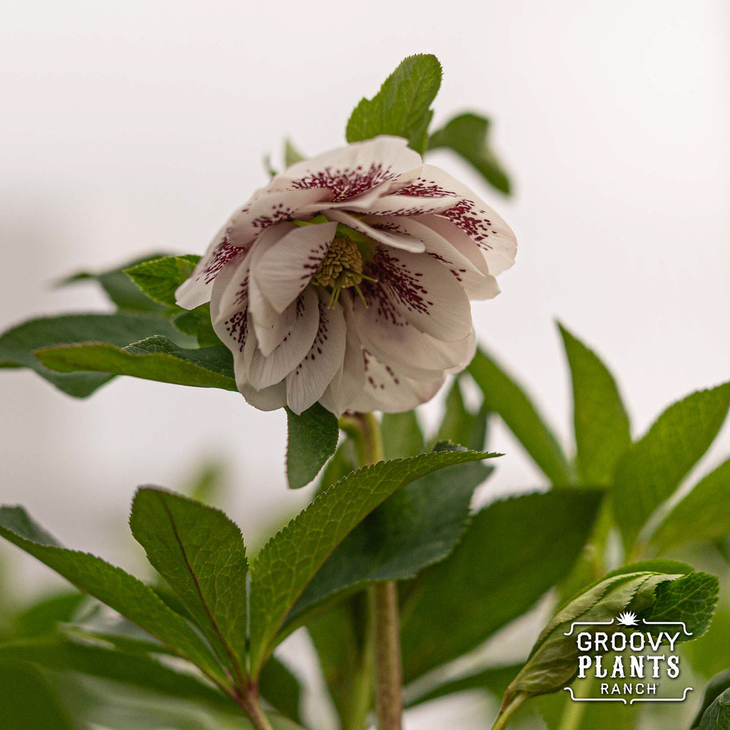 Helleborus Wedding Party® ‘Confetti Cake’