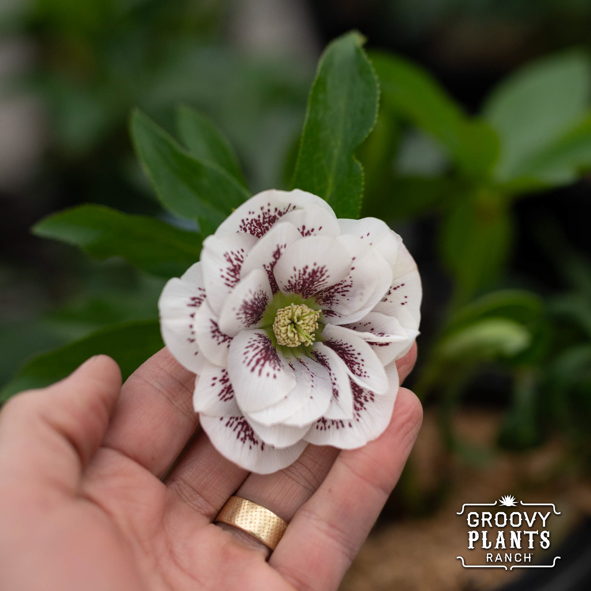 Helleborus Wedding Party® ‘Confetti Cake’