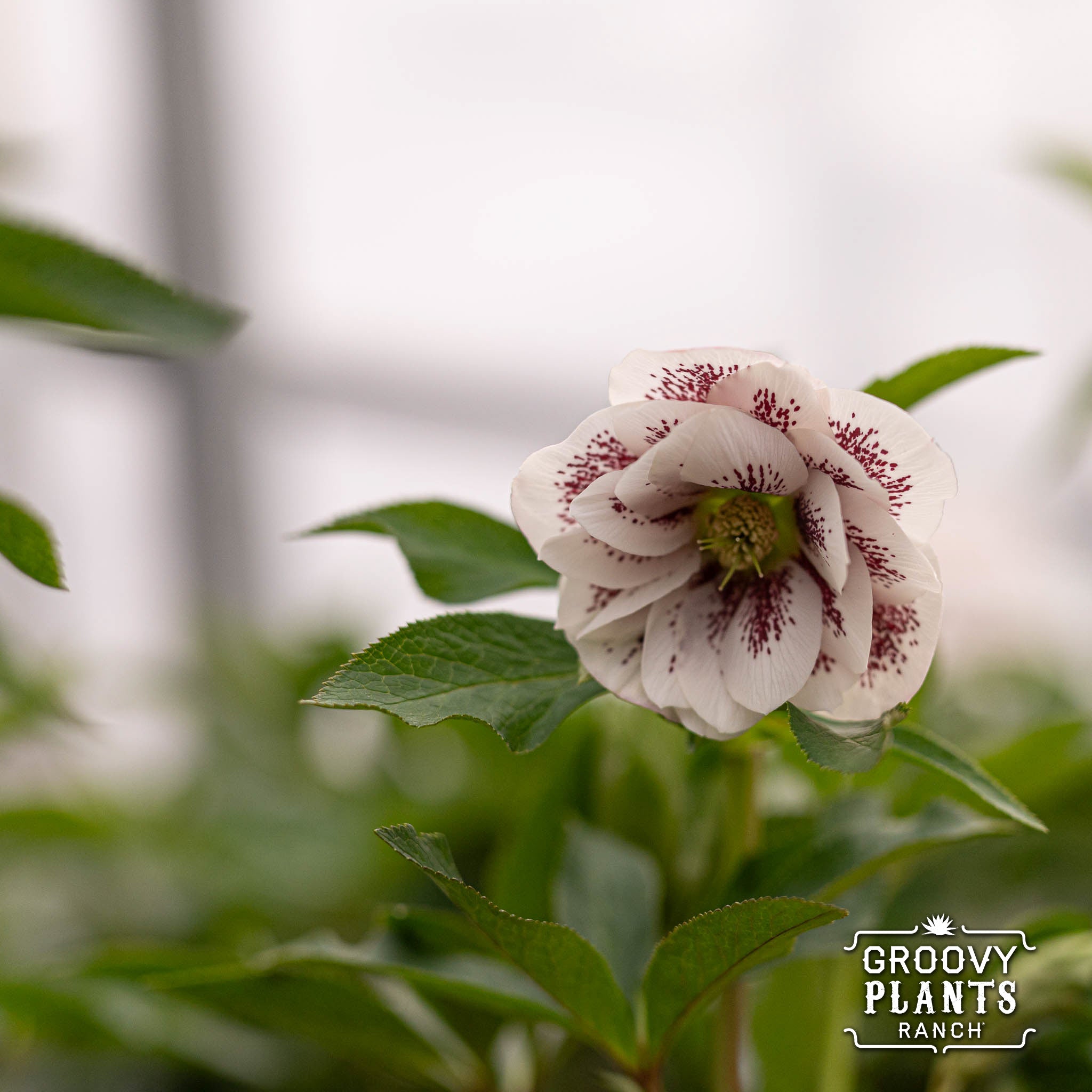 Helleborus Wedding Party® ‘Confetti Cake’
