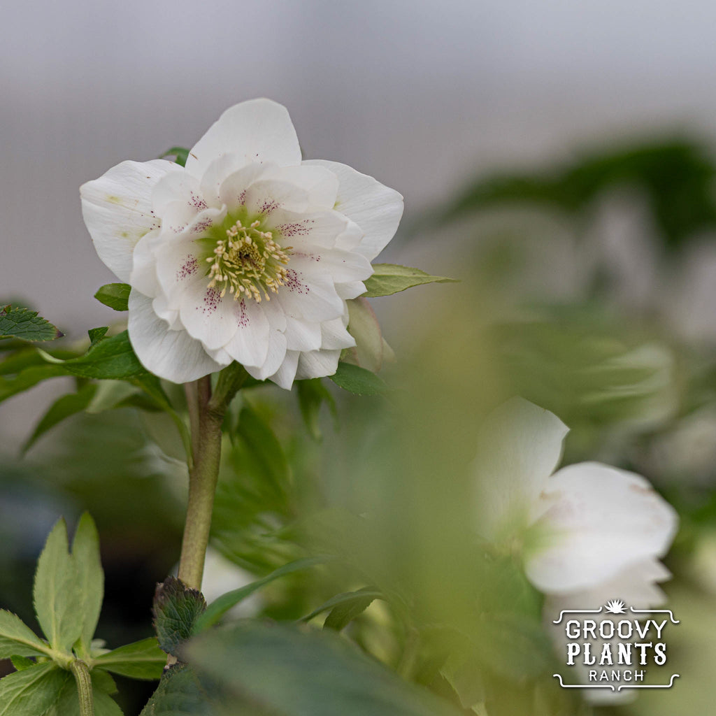 Helleborus Wedding Party® 'Wedding Bells'