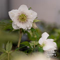 Helleborus Wedding Party® 'Wedding Bells'