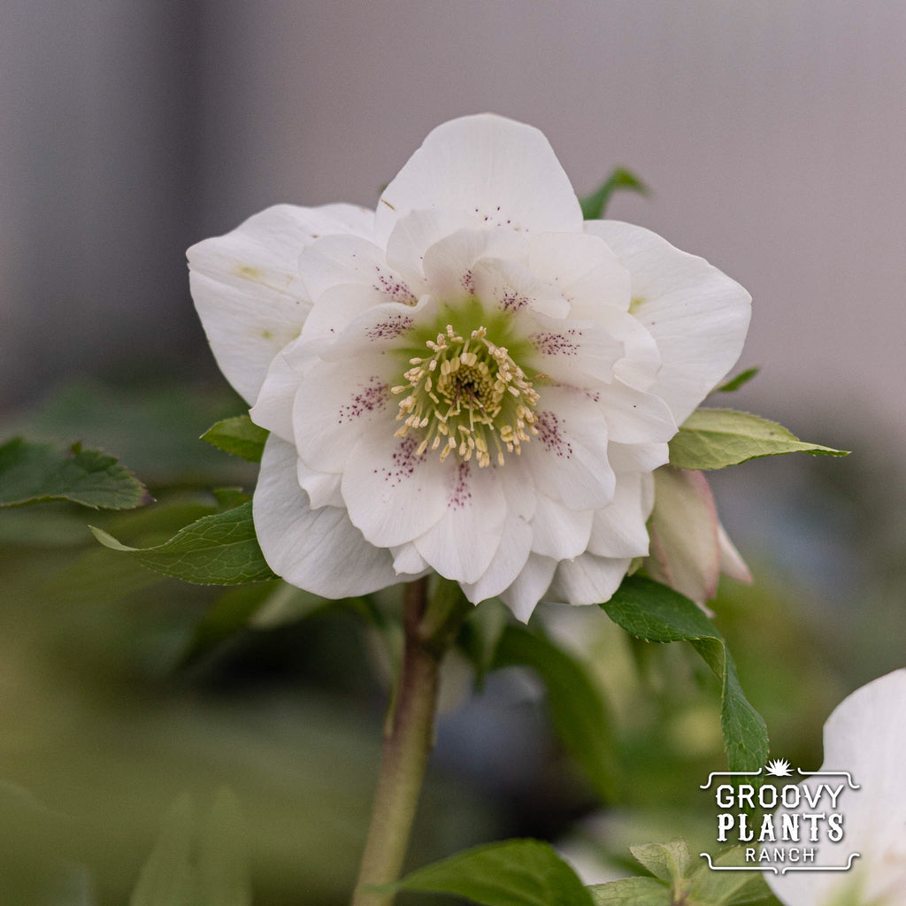 Helleborus Wedding Party® 'Wedding Bells'