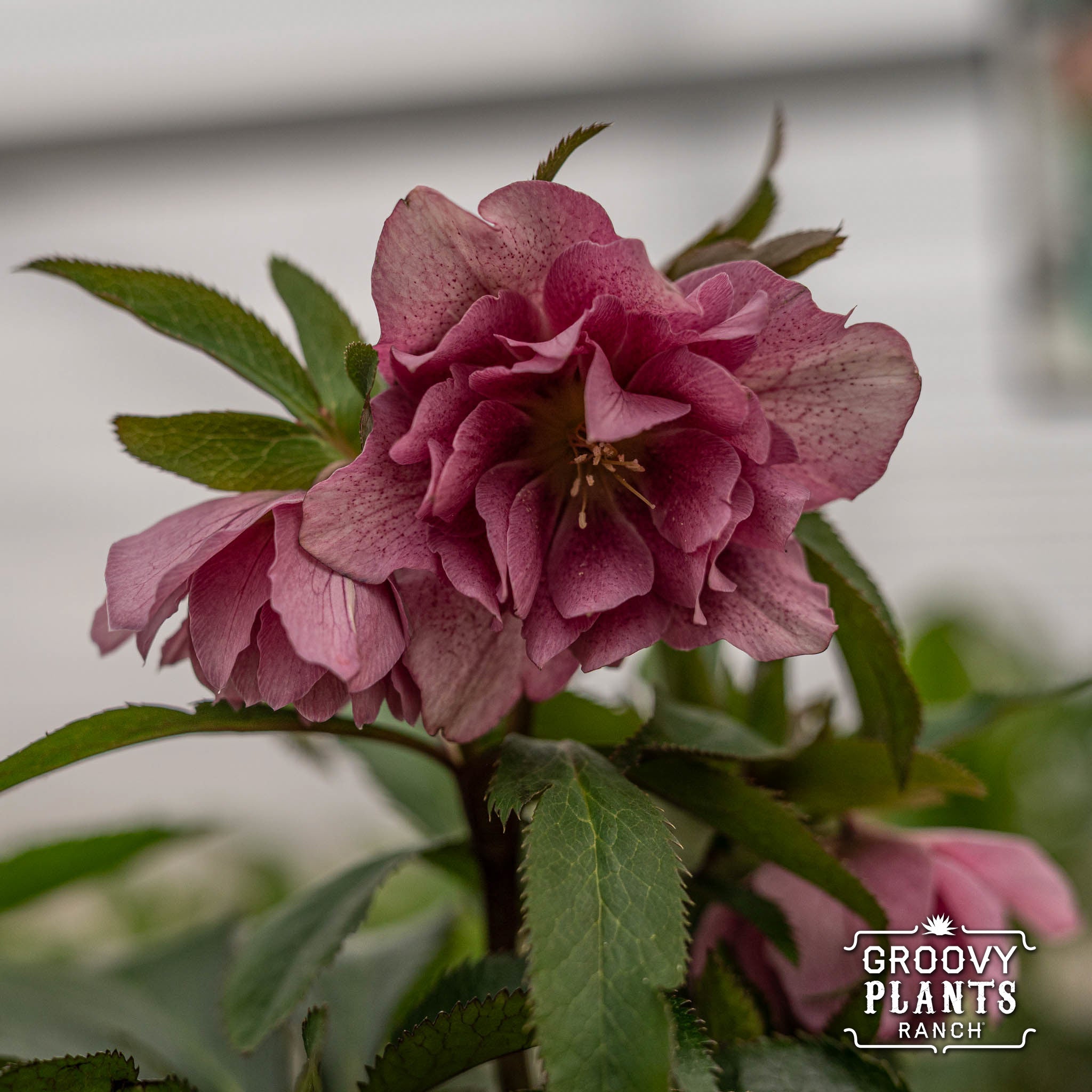 shotgun seed planter Helleborus Wedding Party® 'Shotgun Wedding' – The Groovy Plants Ranch LLC