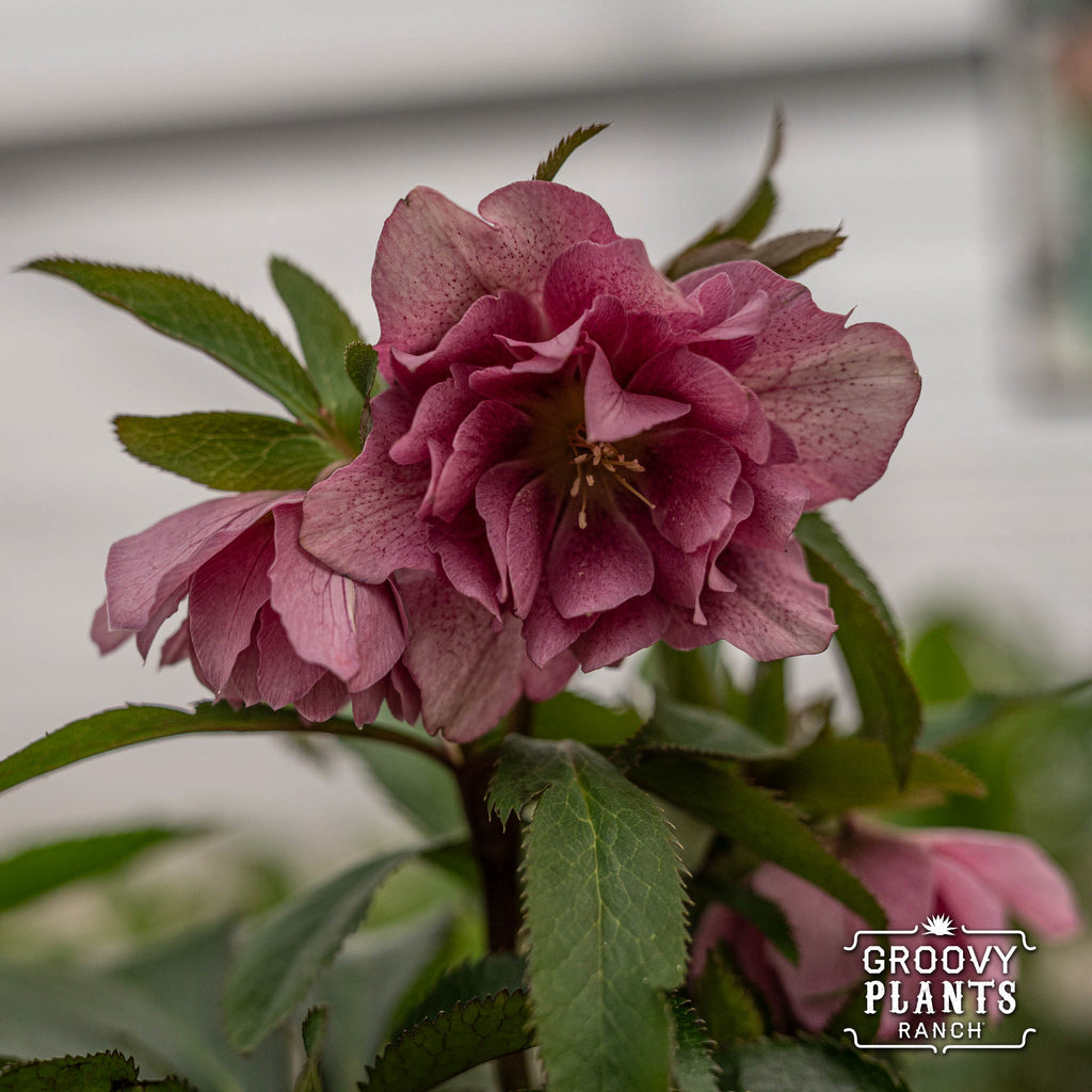 Helleborus Wedding Party® 'Shotgun Wedding'