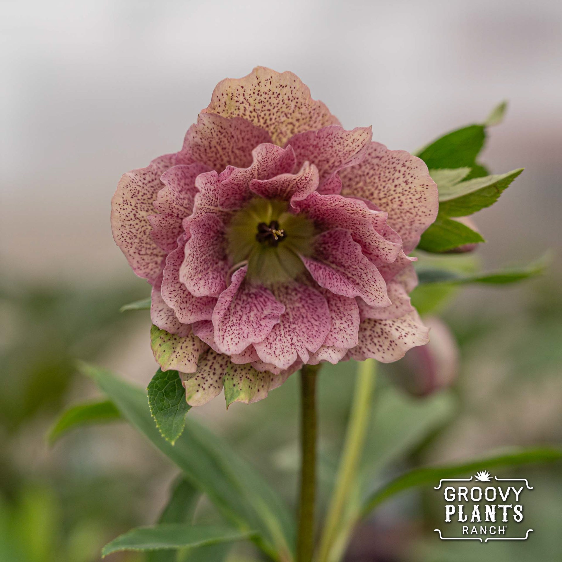 shotgun seed planter Helleborus Wedding Party® 'Shotgun Wedding' – The Groovy Plants Ranch LLC