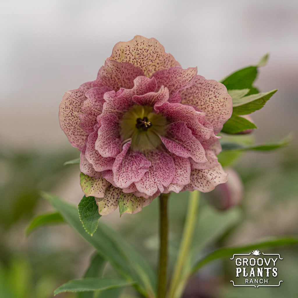 Helleborus Wedding Party® 'Shotgun Wedding'