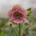 Helleborus Wedding Party® 'Shotgun Wedding'