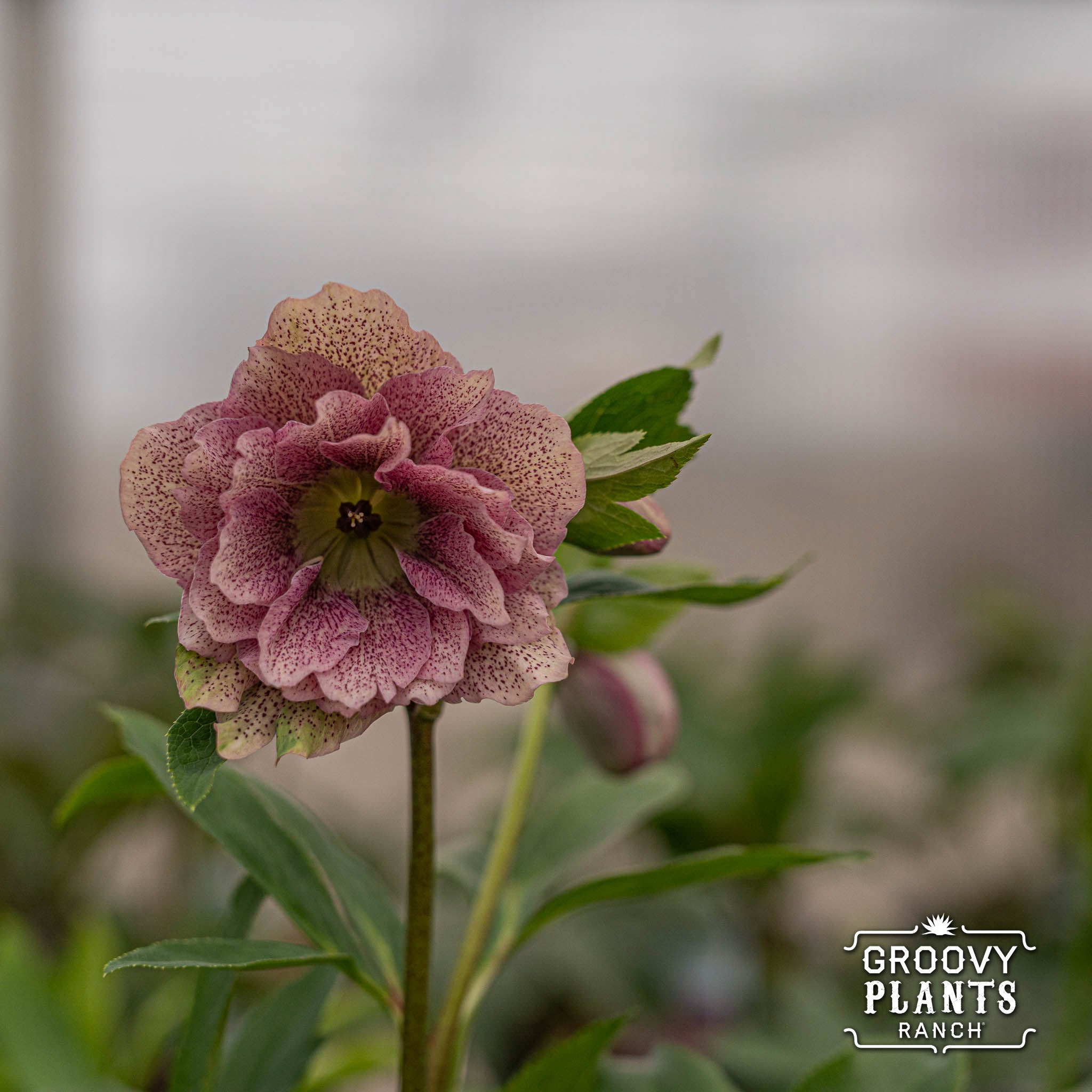 Helleborus Wedding Party® 'Shotgun Wedding'