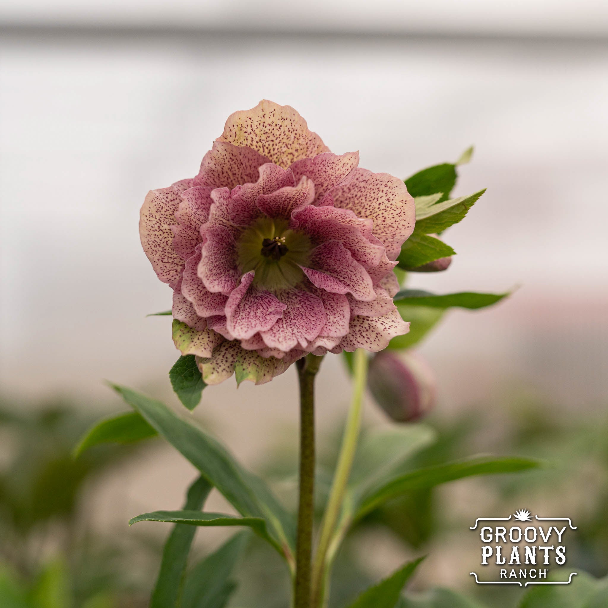 Helleborus Wedding Party® 'Shotgun Wedding'