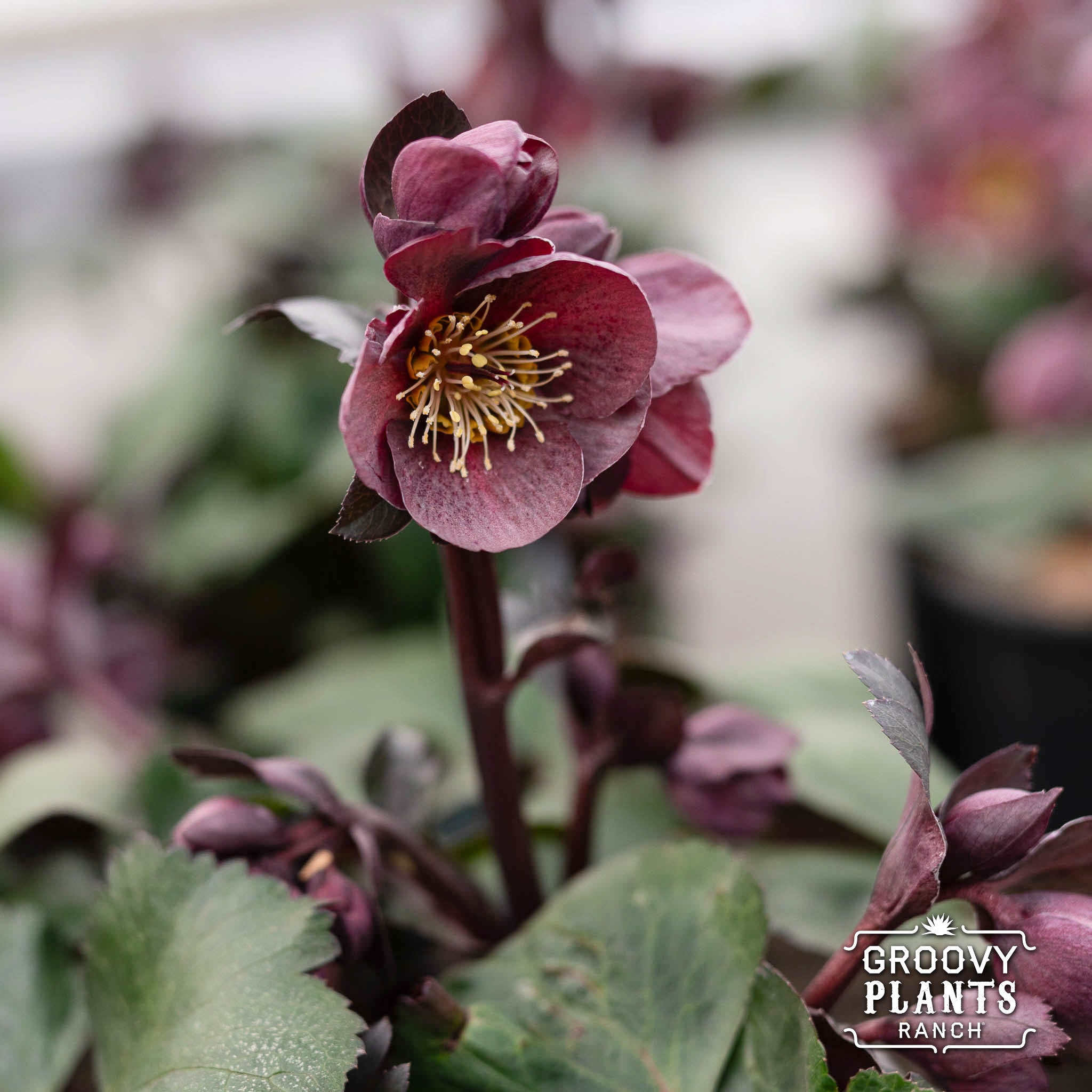 Helleborus Gold Collection® Ice N' Roses® 'Nightingale'
