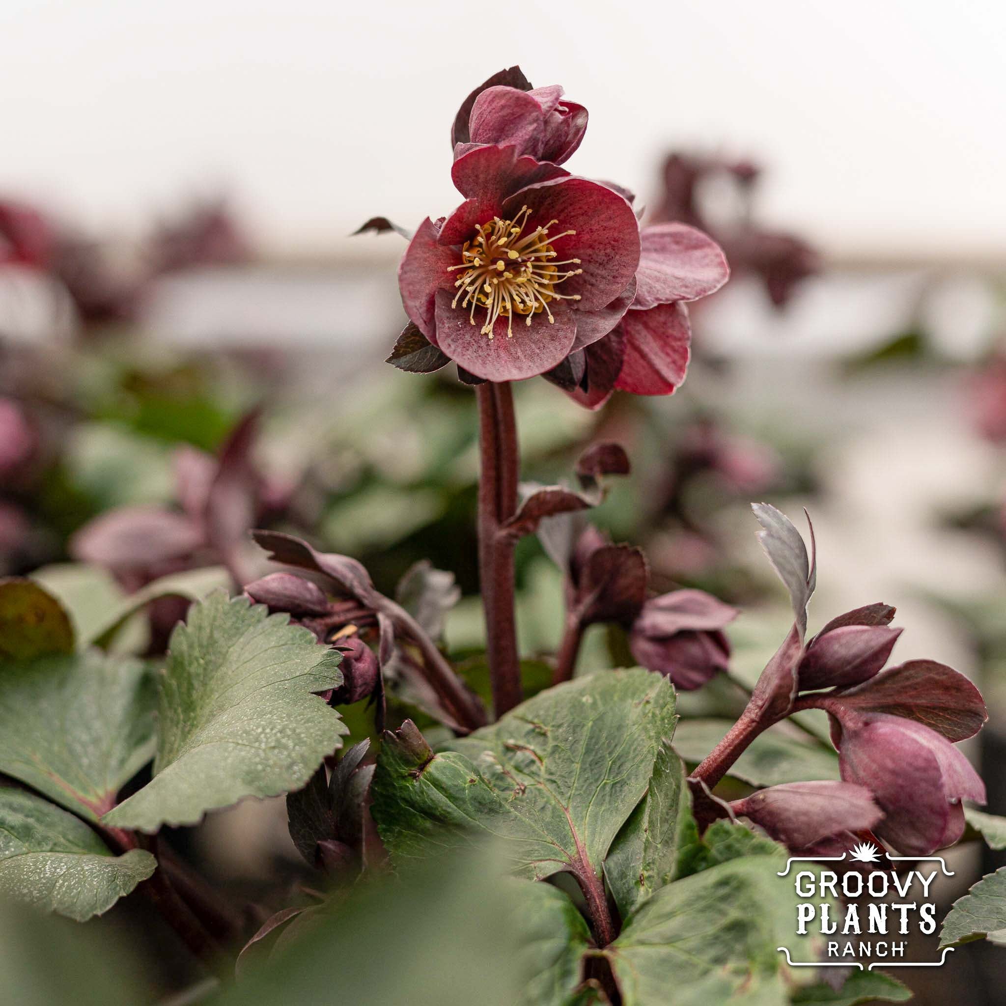 Helleborus Gold Collection® Ice N' Roses® 'Nightingale'