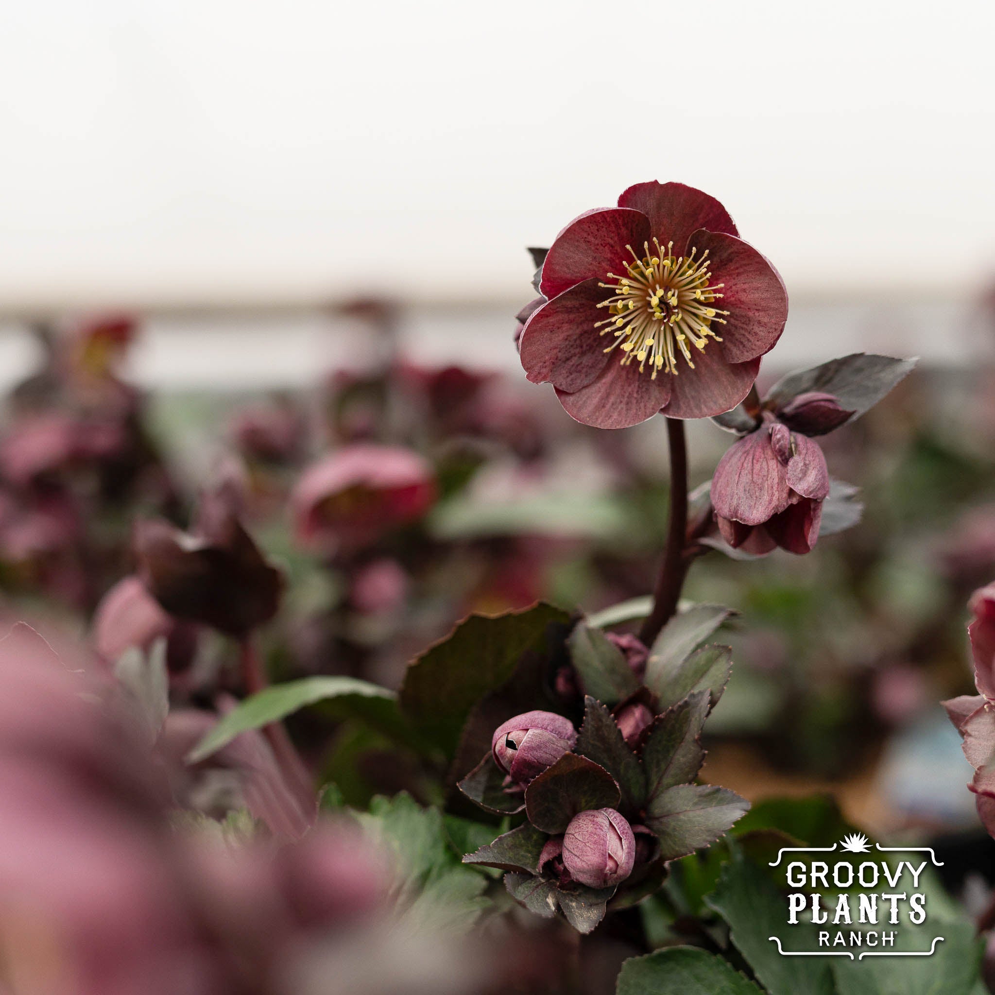 Helleborus Gold Collection® Ice N' Roses® 'Nightingale'