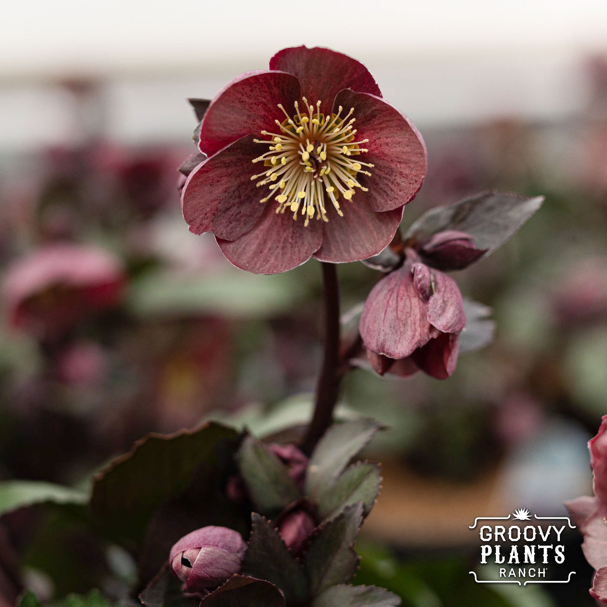 Helleborus Gold Collection® Ice N' Roses® 'Nightingale'