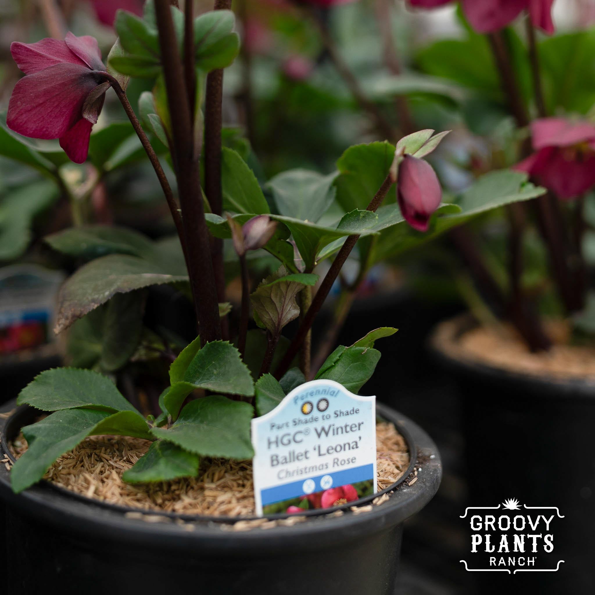 Helleborus Gold Collection® Winter Ballet® 'Leona'