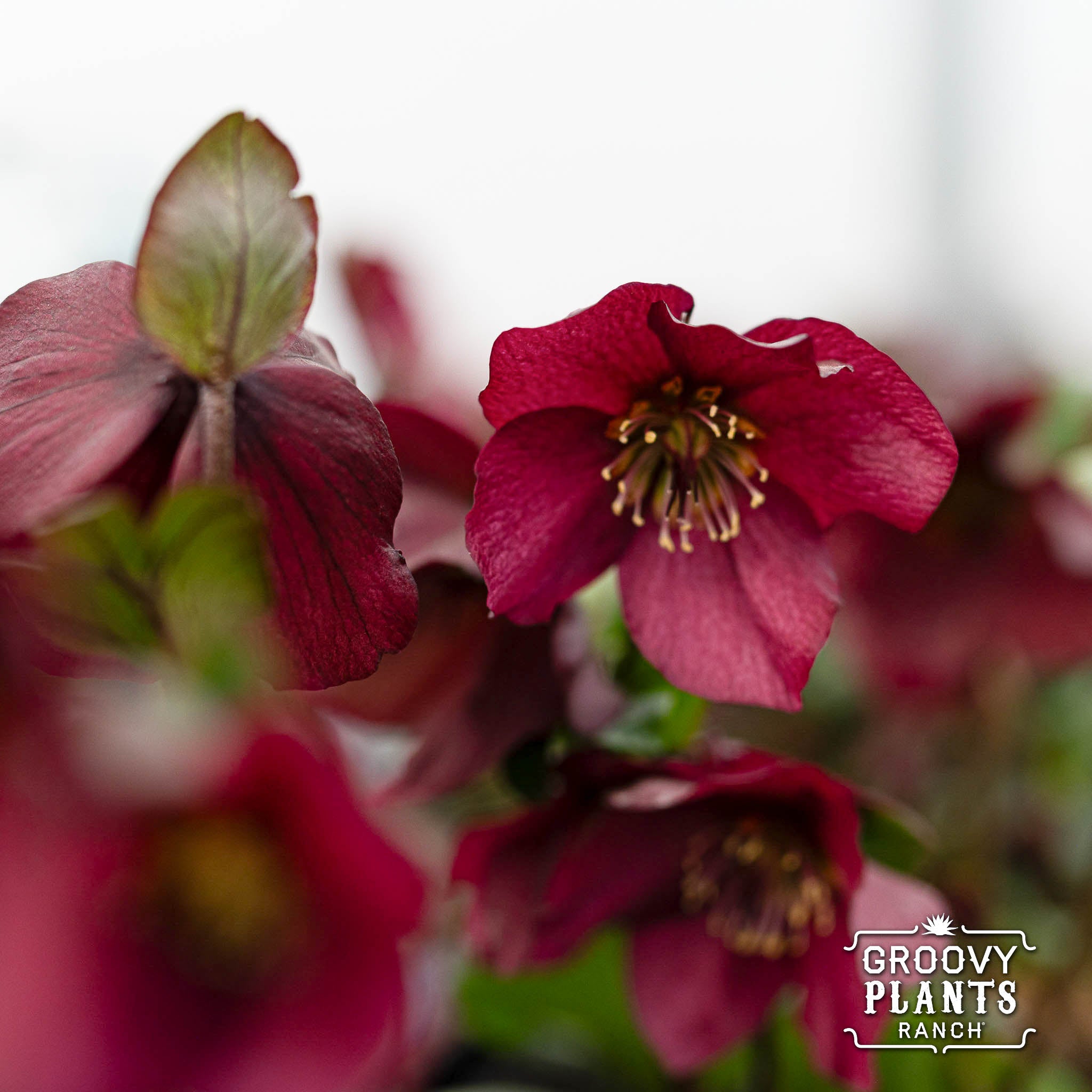 ミロ ロラン・ペンローズ Helleborus Gold Collection® Winter Ballet® 'Leona' – The Groovy