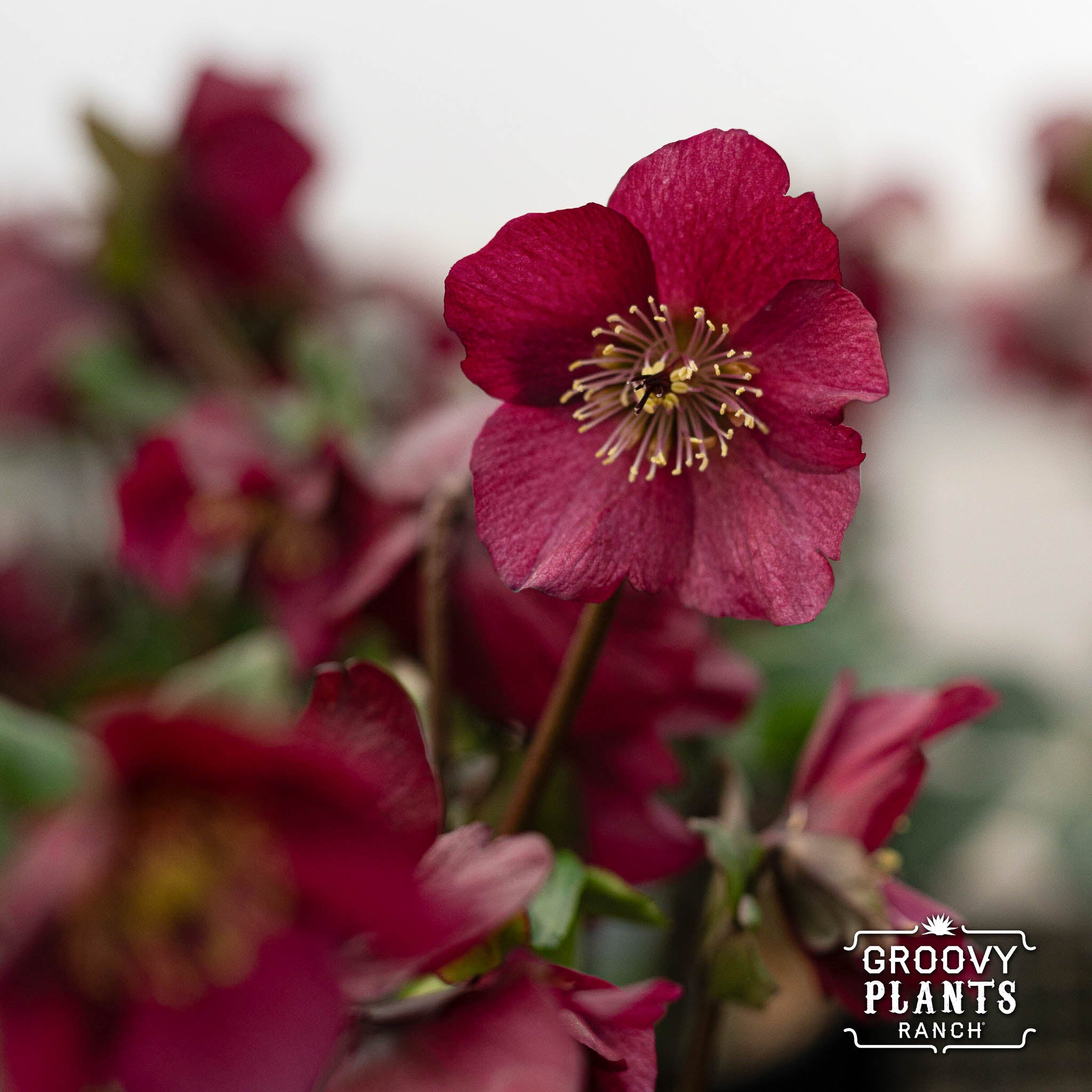 Helleborus Gold Collection® Winter Ballet® 'Leona'