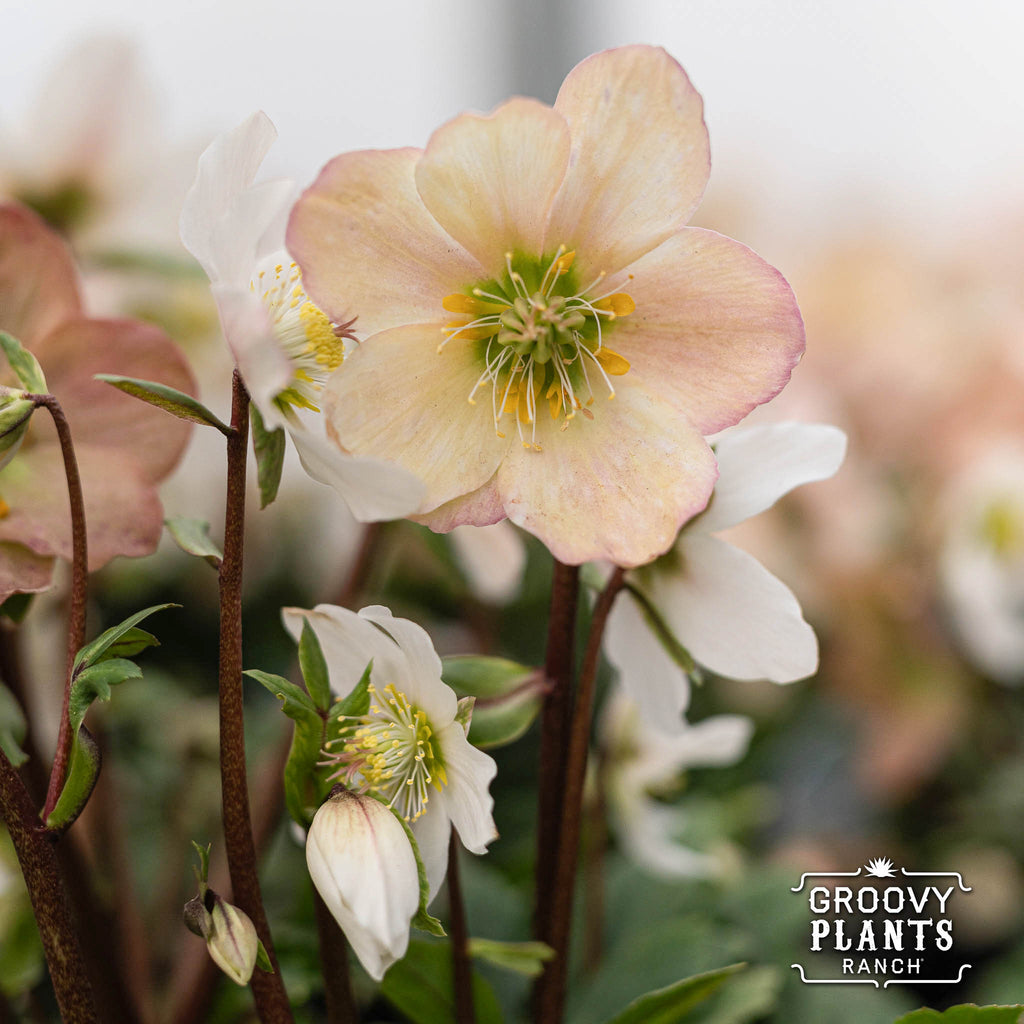 Helleborus Gold Collection® 'Jacob'