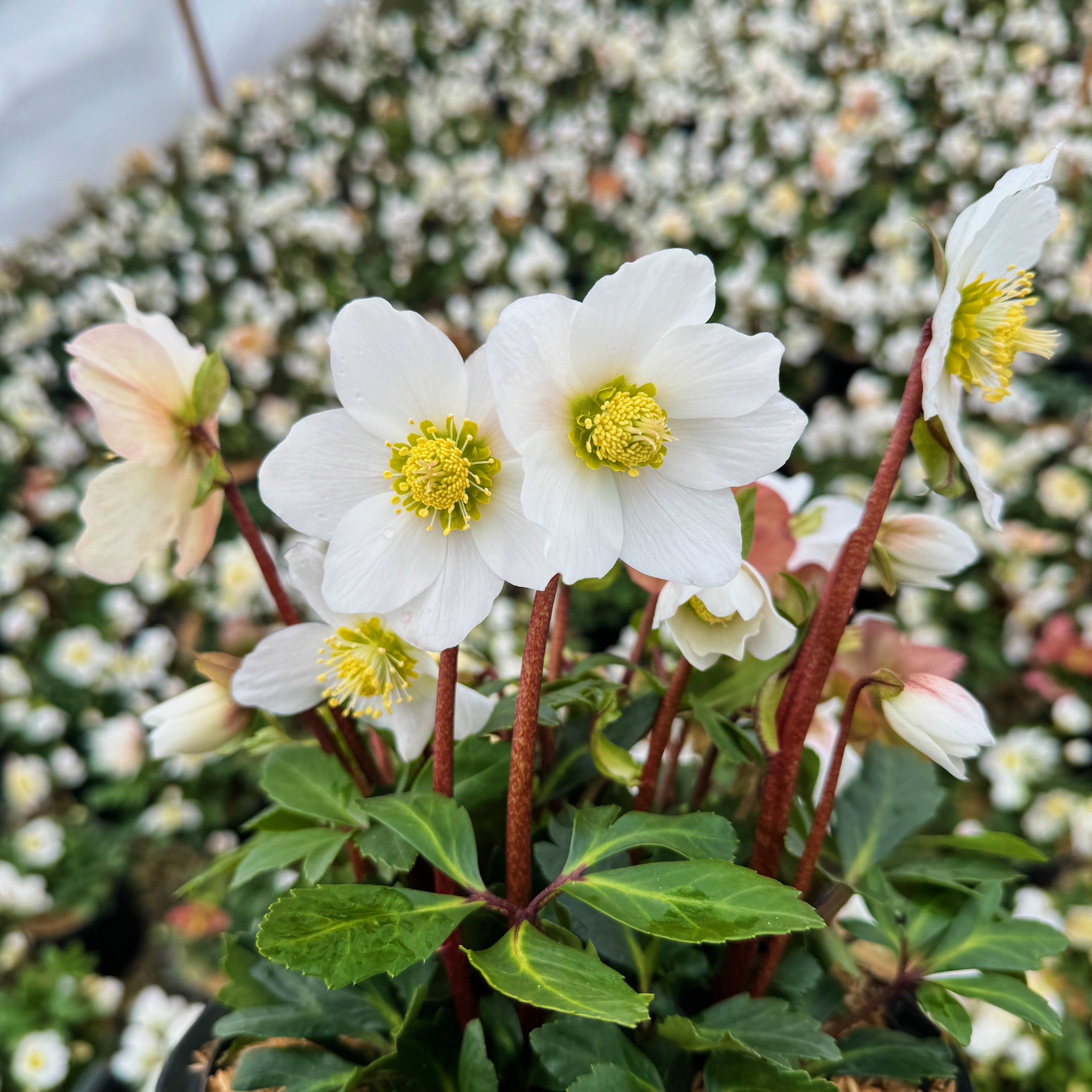 Helleborus Gold Collection® 'Jacob'