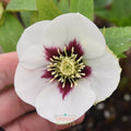 Helleborus Honeymoon® 'Swiss Alps'