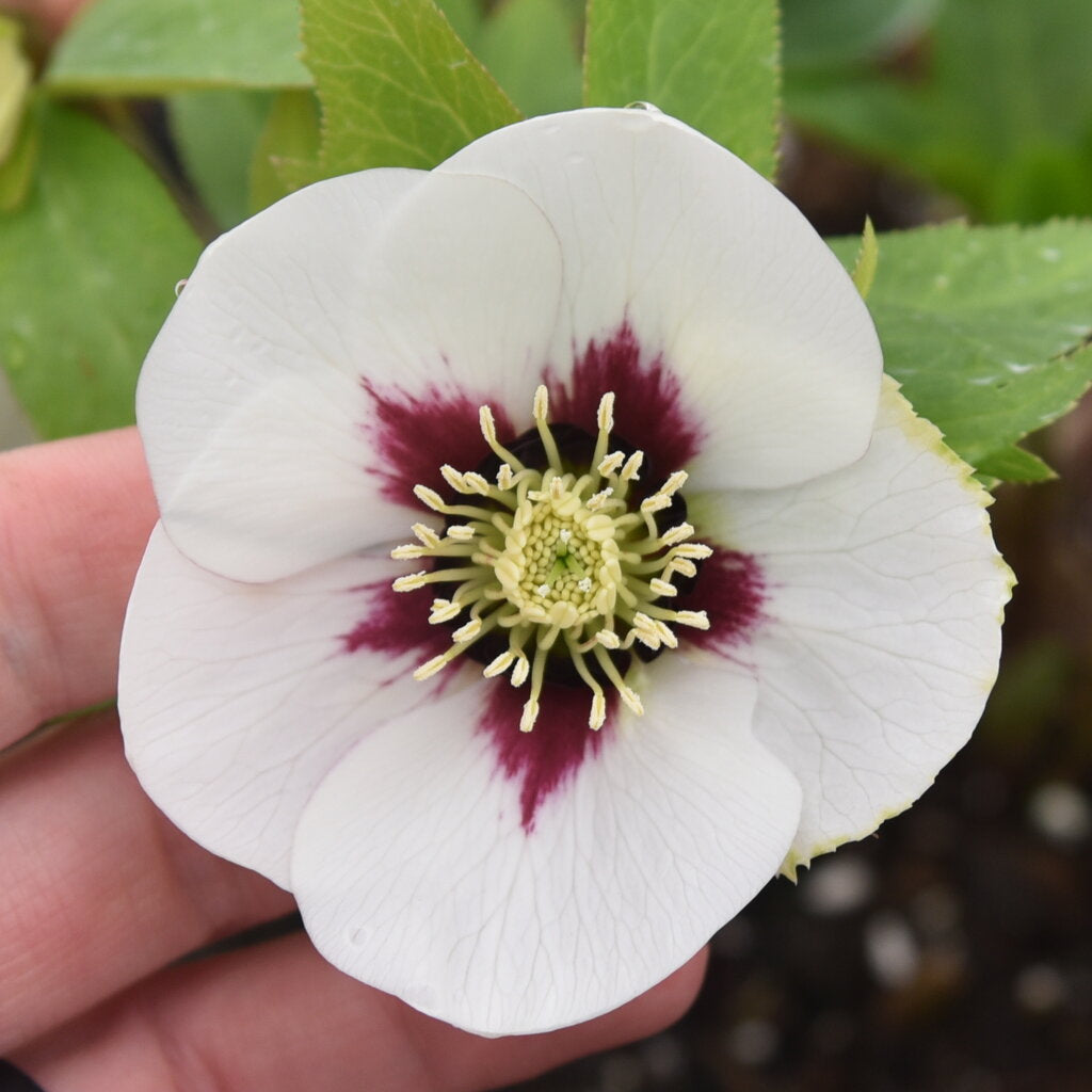 Helleborus 'Swiss Alps'