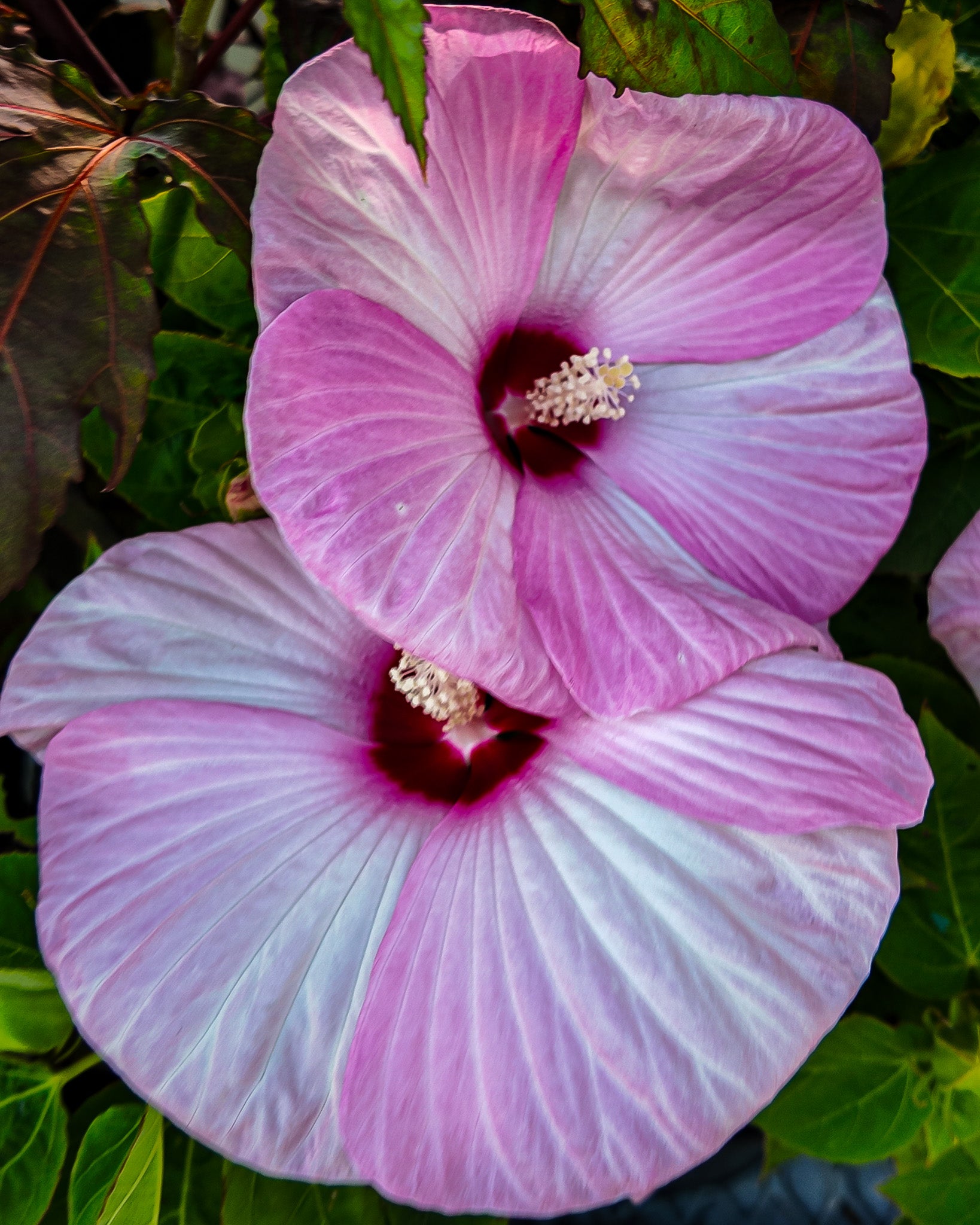 Groovy Plants Ranch | Lavender Daze – The Groovy Plants Ranch LLC