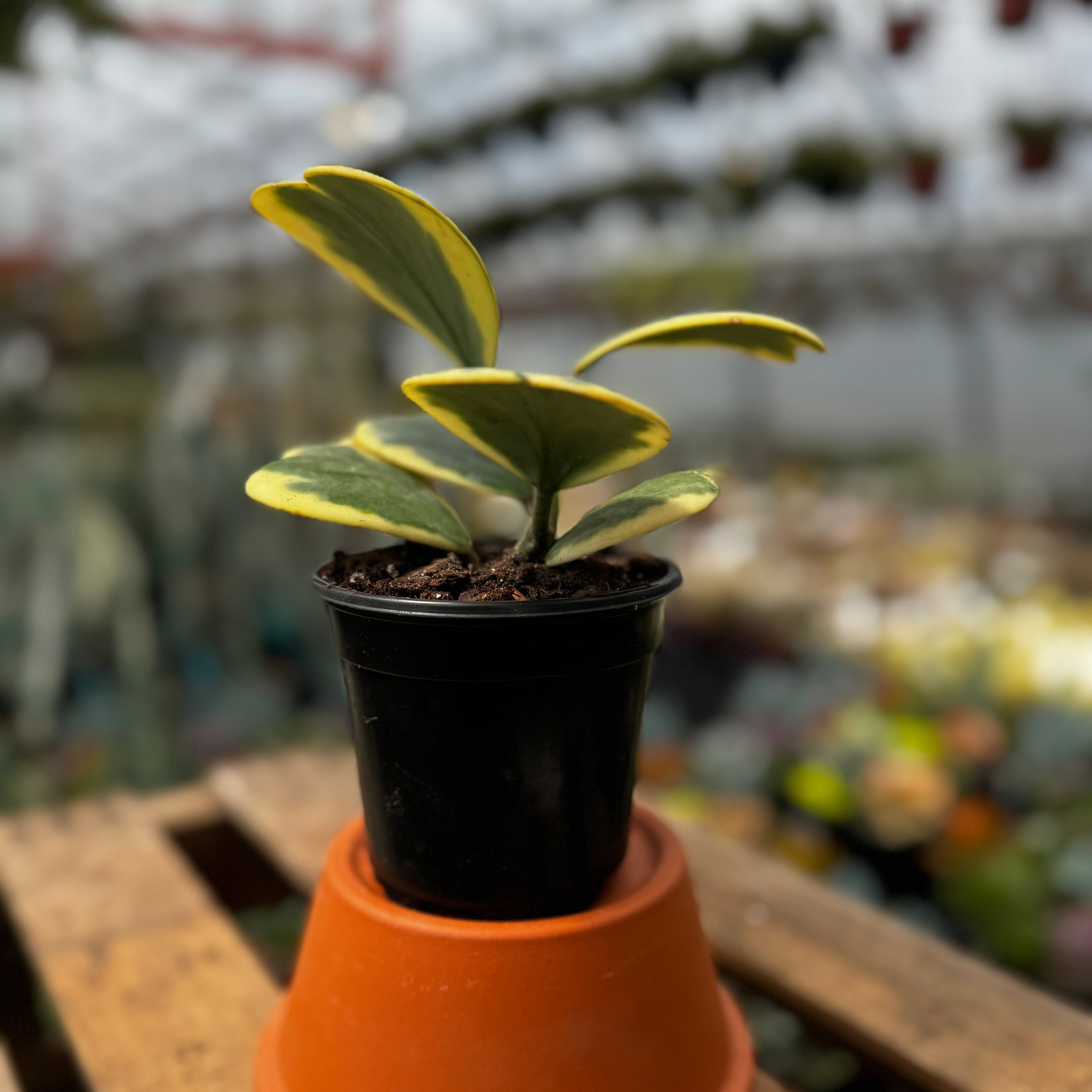 Hoya Kerii Outer Variegated | Variegated Sweetheart Hoya