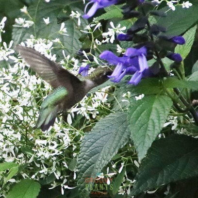 Salvia Rockin'® Blue Suede Shoes™ ~ Preorder Wait List Spring 2026