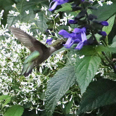 Salvia Rockin'® Blue Suede Shoes™ ~ Trio of 3 Hefty Plants