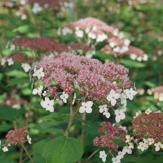 Native Hydrangea Pinky Pollen Ring™