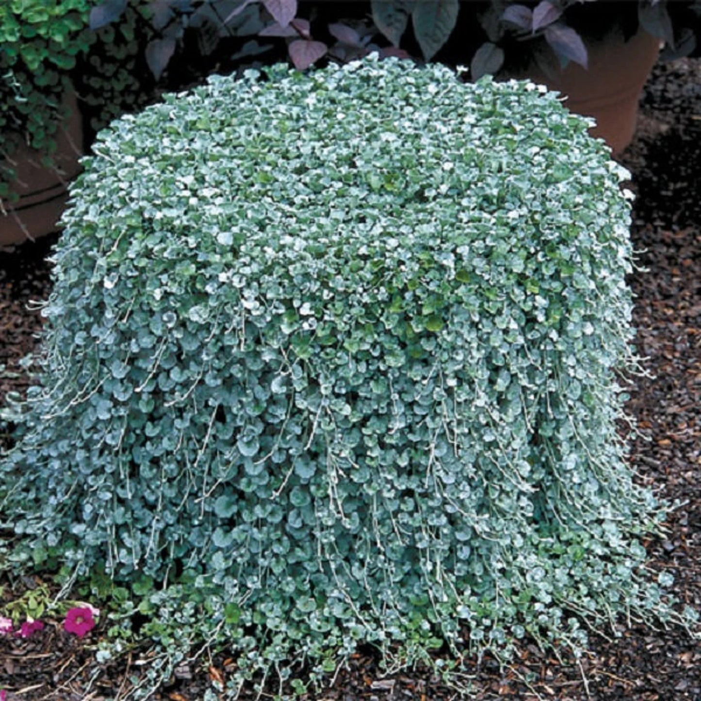 Dichondra 'Silver Falls' ~ Trio of 3 Hefty Plants