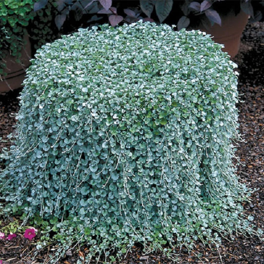 Dichondra 'Silver Falls' ~ Trio of 3 Hefty Plants