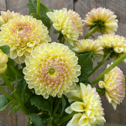 'Boom Boom' Dahlia ~ 3 Tubers