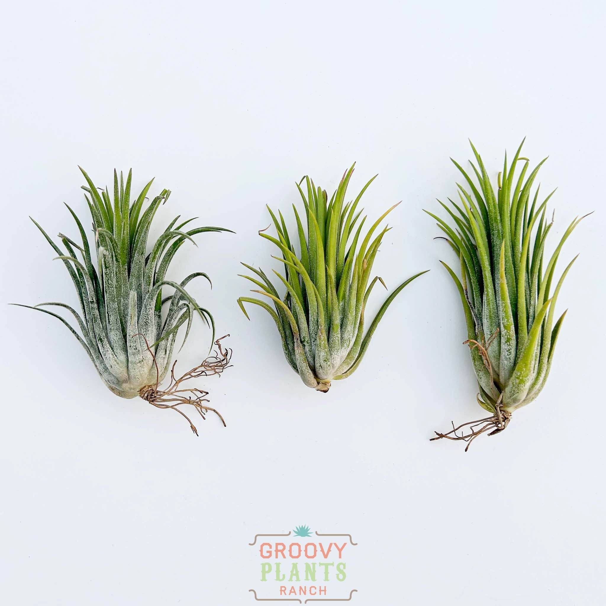 T. 'Domingos Funckiana' T'S TROPICALS