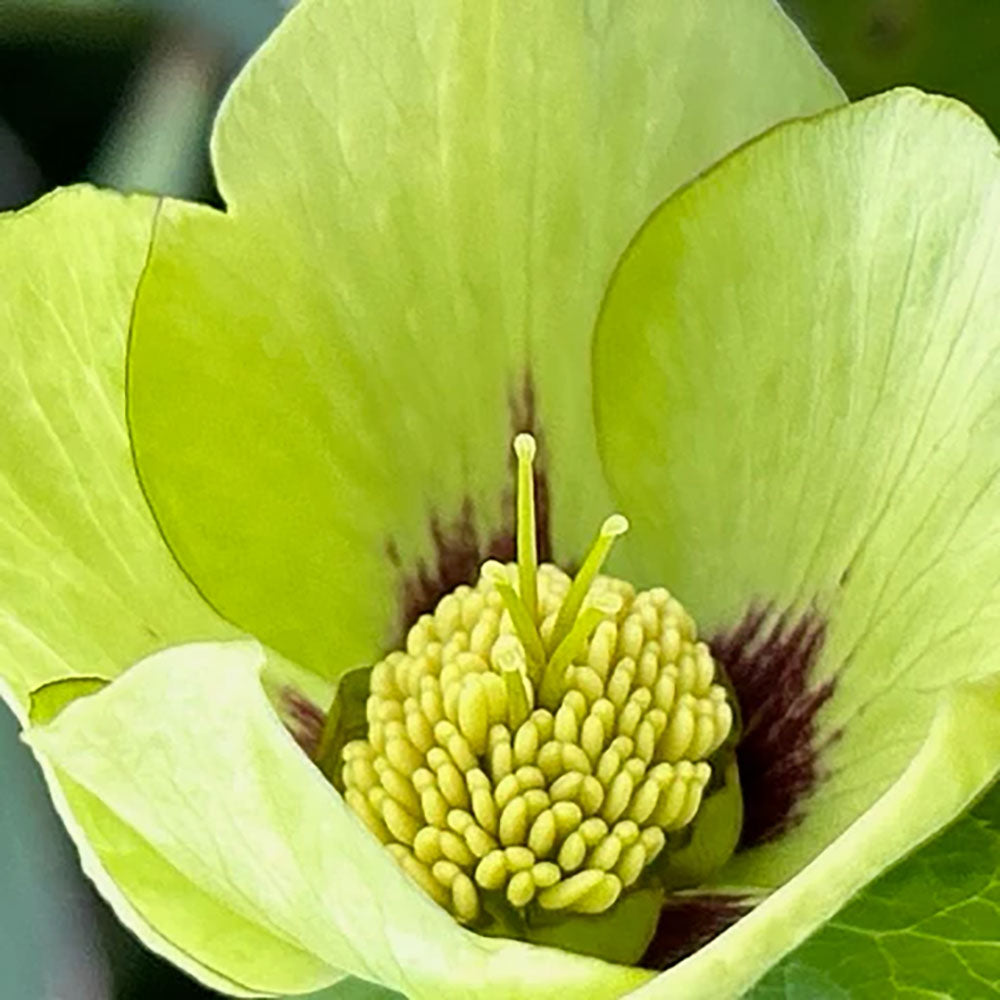 Helleborus 'Irish Luck'
