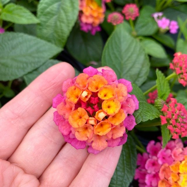 Butterfly Buffet (24 Plants) 'PASSION FRUIT' LANTANA