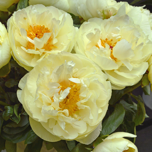 Preorder Peony 'Lemon Chiffon' | MARCH PICKUP ONLY!
