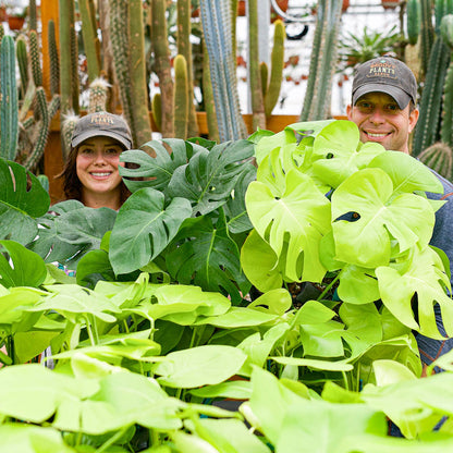 Monstera 'Lemon Lime' - Monstera deliciosa 'Lemon Lime' | Limited Release